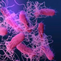 Salmonella