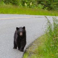 BearNearRoad